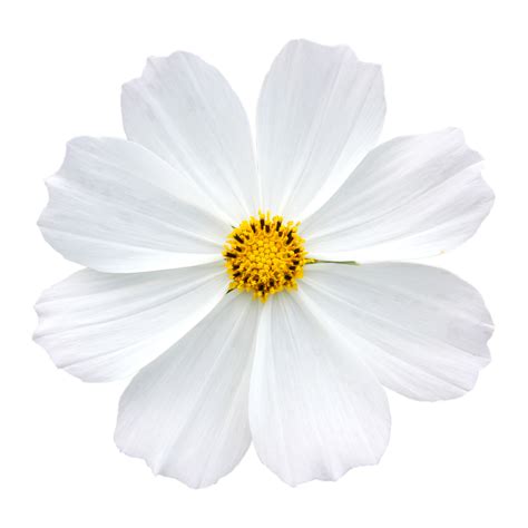 white flower png